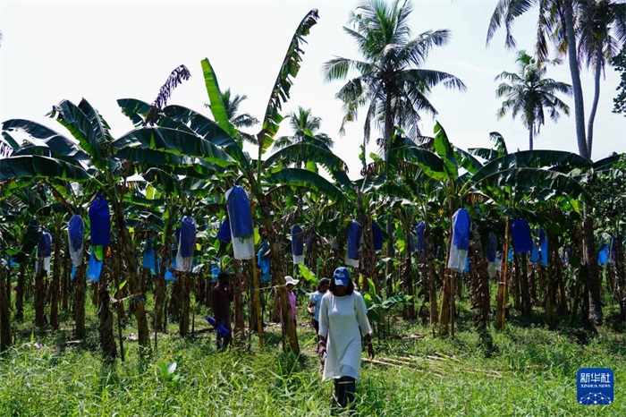 12月23日，在斯里蘭卡馬坎杜拉，農(nóng)民走過中國技術(shù)試驗田香蕉田。新華社記者 陳冬書 攝