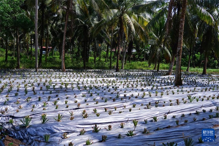 這是12月23日在斯里蘭卡馬坎杜拉拍攝的農(nóng)民里尚·普爾納的菠蘿田。新華社記者 陳冬書 攝