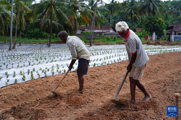12月23日，斯里蘭卡馬坎杜拉的農(nóng)民在菠蘿田地里勞作。新華社記者 陳冬書 攝