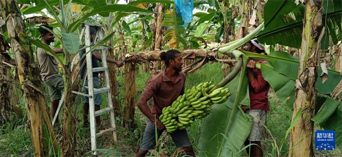 12月28日，在斯里蘭卡馬坎杜拉，當?shù)剞r(nóng)民收獲香蕉。新華社發(fā)（中國、聯(lián)合國糧農(nóng)組織與斯里蘭卡南南合作項目專家組供圖）
