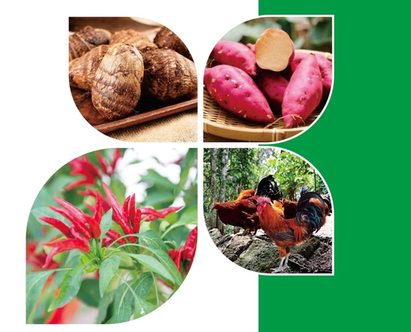 天等縣名特優(yōu)農(nóng)產(chǎn)品。主辦方供圖