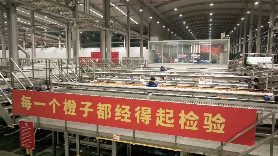 工人在智能生產(chǎn)線上對(duì)臍橙精深加工。人民網(wǎng)記者 張力洋攝