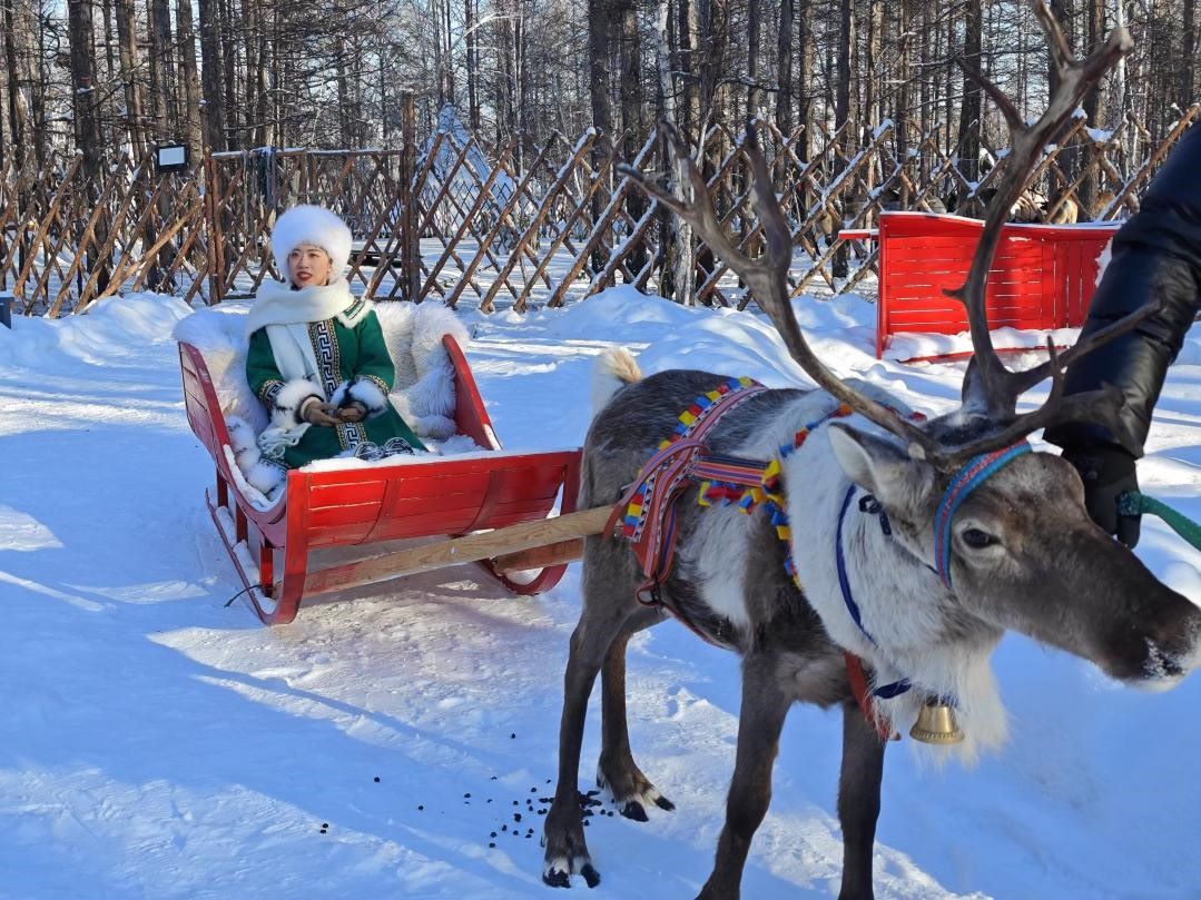 游客體驗馴鹿拉雪橇。人民網(wǎng)記者 苗陽攝