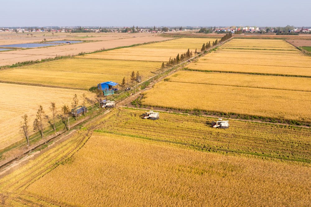 2024年11月1日，在湖南華容縣團洲垸，村民駕駛收割機收獲水稻（無人機照片）。新華社記者陳思汗 攝