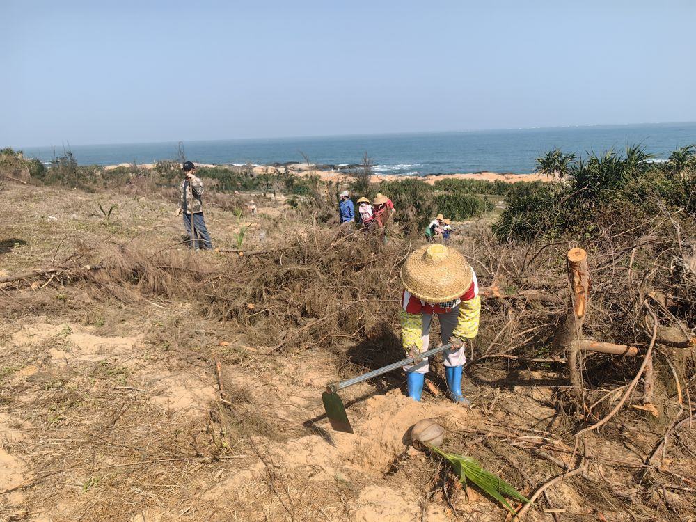 2025年1月19日，在海南文昌市，工人正在修復(fù)海岸防風(fēng)林。新華社記者吳茂輝 攝