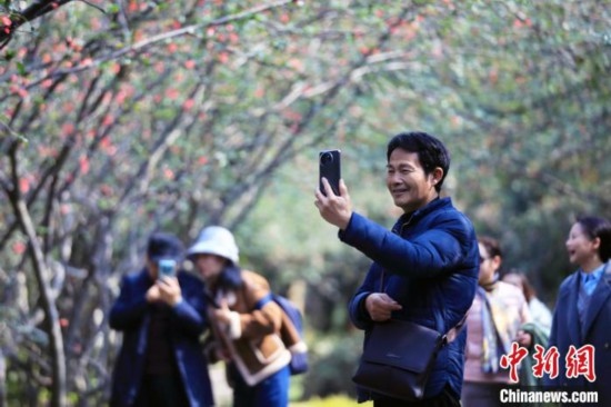 成都:海棠花開引游人