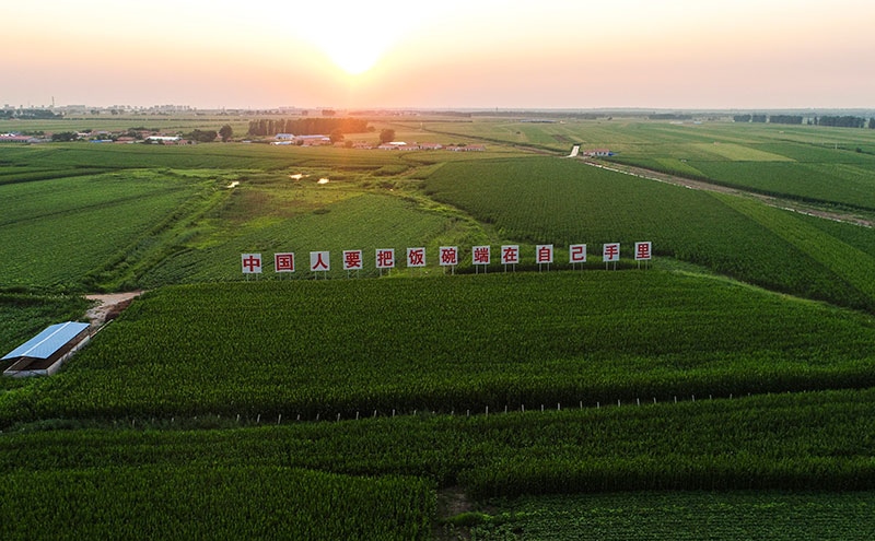 2020年7月23日拍攝的吉林省梨樹縣國家百萬畝綠色食品原料（玉米）標準化生產(chǎn)基地核心示范區(qū)（無人機照片）。新華社記者 許暢 攝