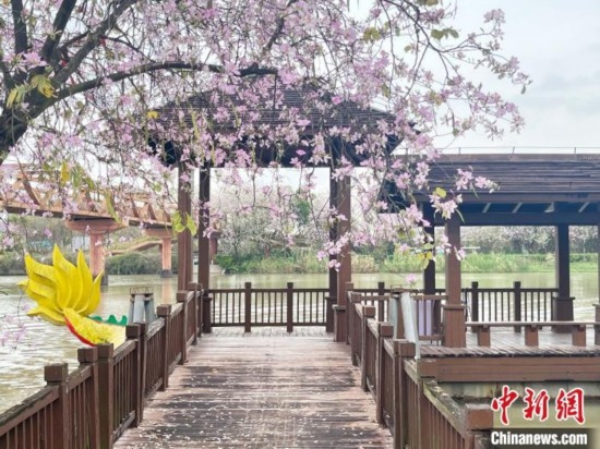 3月7日，廣州海珠國家濕地公園宮粉紫荊花海吸引游人。中新社記者 許青青 攝
