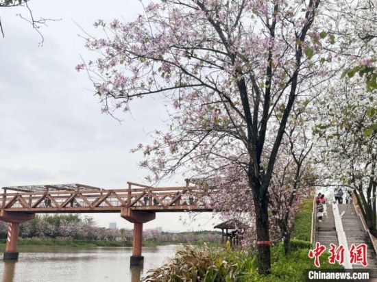 3月7日，廣州海珠國家濕地公園宮粉紫荊花海吸引游人。中新社記者 許青青 攝