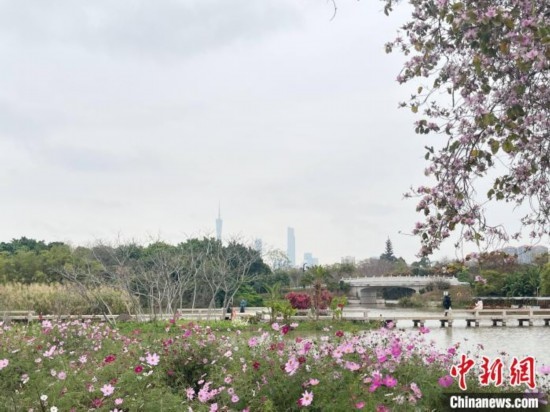 每年三月，廣州海珠國家濕地公園迎來最具標(biāo)志性的景觀之一——宮粉紫荊花海，公園內(nèi)的石榴崗河沿岸兩側(cè)，數(shù)千株宮粉紫荊綿延3.2公里，粉紅與粉白的花朵交織如云，頗為浪漫。據(jù)悉，宮粉紫荊因其耐濕性強(qiáng)、花期長(zhǎng)的特性，是廣州海珠國家濕地公園生態(tài)修復(fù)的優(yōu)選樹種。近年來通過科學(xué)管養(yǎng)，花量相較往年明顯增加，盛花期持續(xù)近一個(gè)月時(shí)間，預(yù)計(jì)浪漫景致將延續(xù)至清明前。圖為3月7日，廣州海珠國家濕地公園宮粉紫荊花海吸引游人。中新社記者 許青青 攝