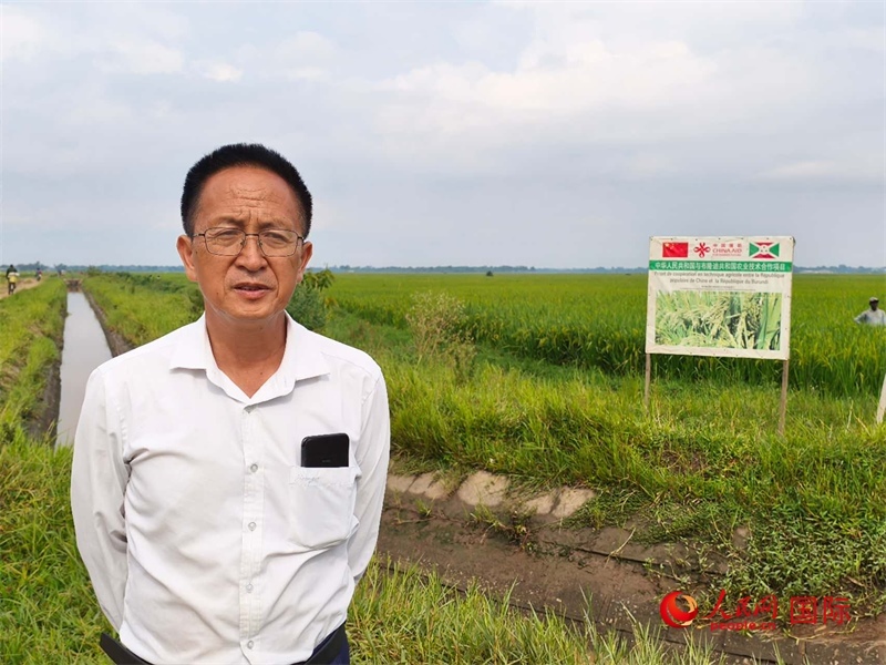專家組組長楊華德在水稻田間地頭。 人民網(wǎng)記者 黃培昭攝