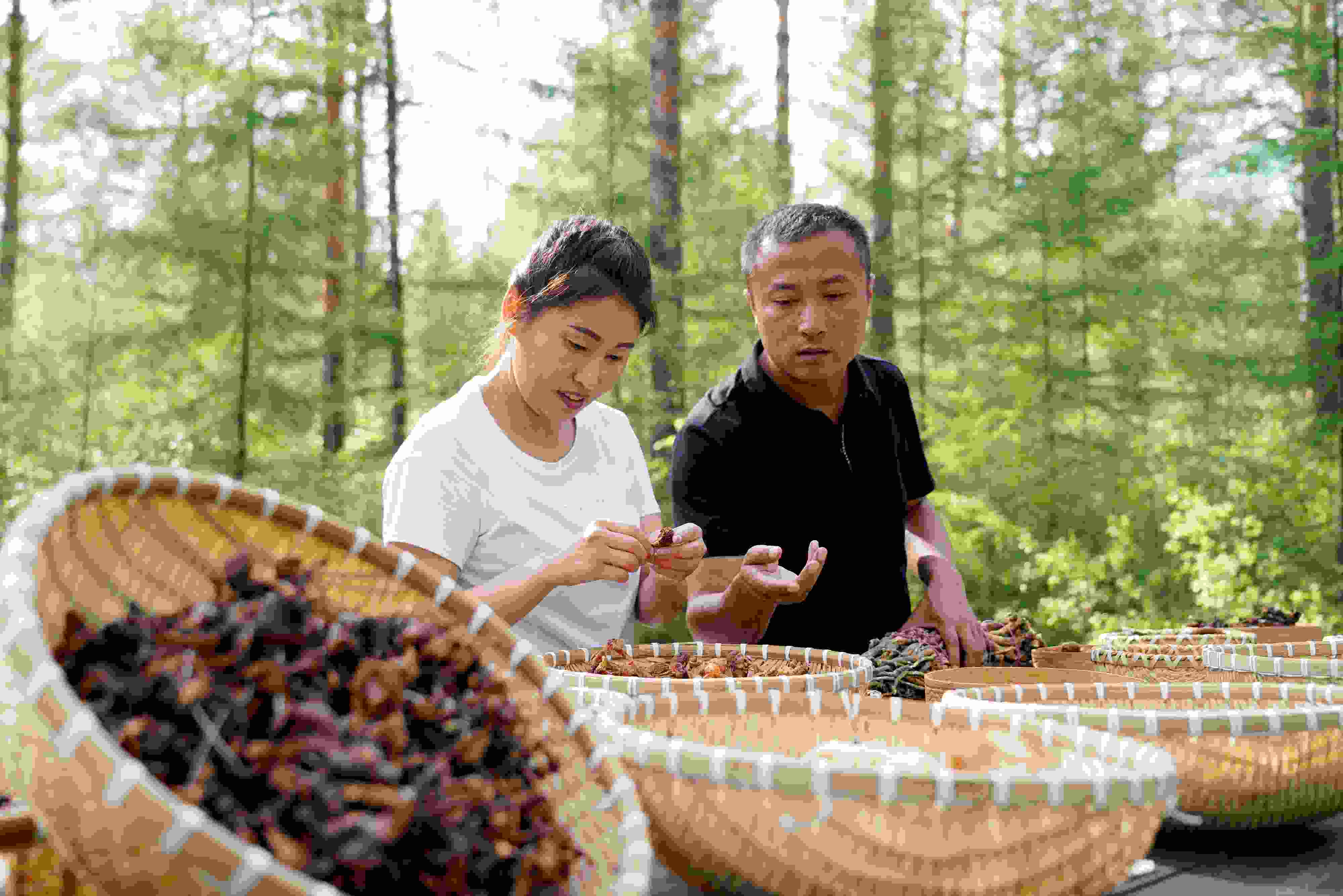 2024年8月6日，黑龍江漠河林場(chǎng)員工正在分揀采集來的林下產(chǎn)品。