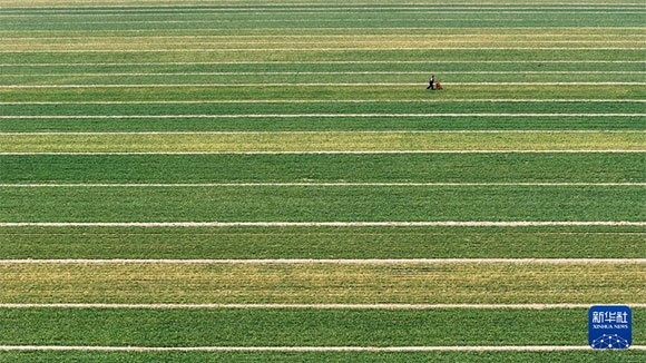 3月14日，在菏澤市鄆城縣潘渡鎮(zhèn)，農(nóng)民在麥田里施肥（無人機(jī)照片）。