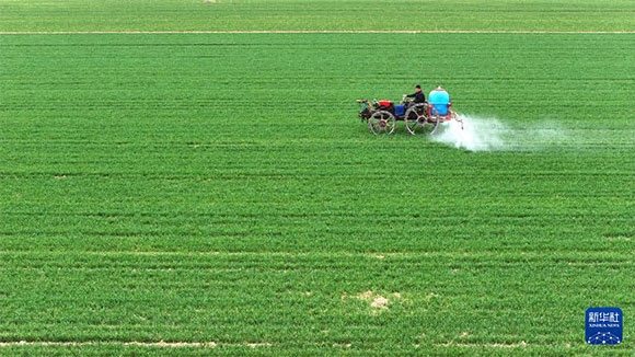 3月14日，在菏澤市鄆城縣郭屯鎮(zhèn)，農(nóng)民在麥田里噴灑除草劑（無人機(jī)照片）。