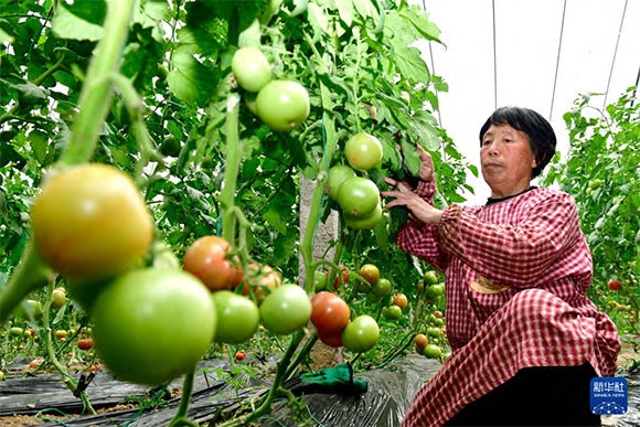 3月13日，在菏澤市鄆城縣張營街道，農(nóng)民在設(shè)施大棚里打理西紅柿。