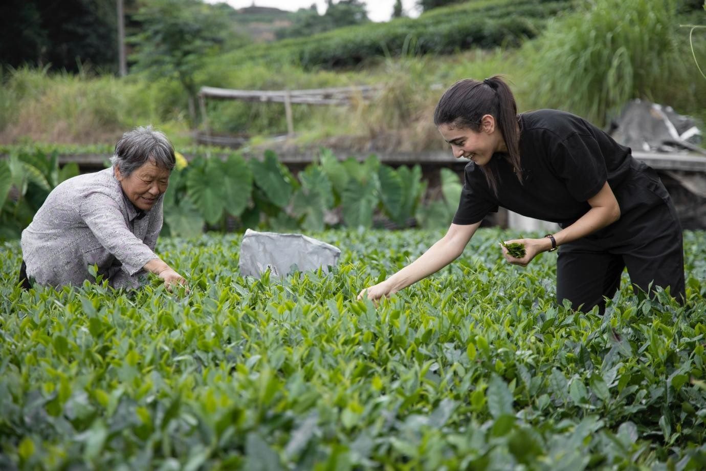 卡友琪在福建采茶。受訪者供圖