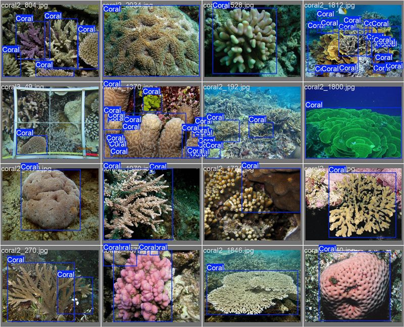 南海珊瑚識(shí)別。阿里云供圖