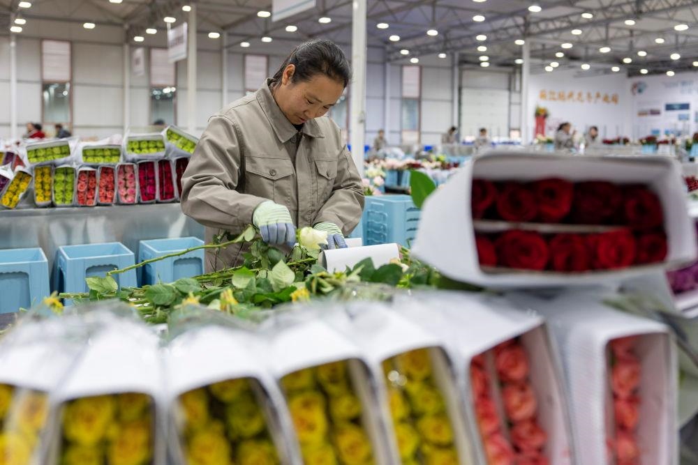 △近日，工作人員在云南麗江現代花卉產業(yè)園包裝鮮花。