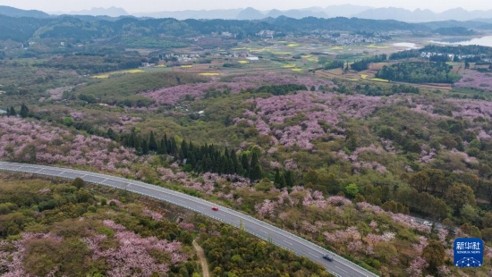 清鎮(zhèn)市紅楓湖鎮(zhèn)右二村旁的道路與花海相映（4月5日攝，無人機(jī)照片）。