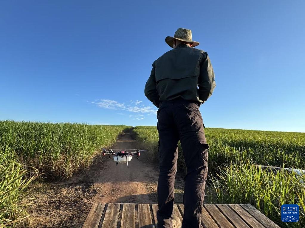 3月25日，在南非夸祖魯-納塔爾省的方廷希爾莊園，飛手操縱無人機為甘蔗林噴灑藥劑。新華社記者 白舸 攝