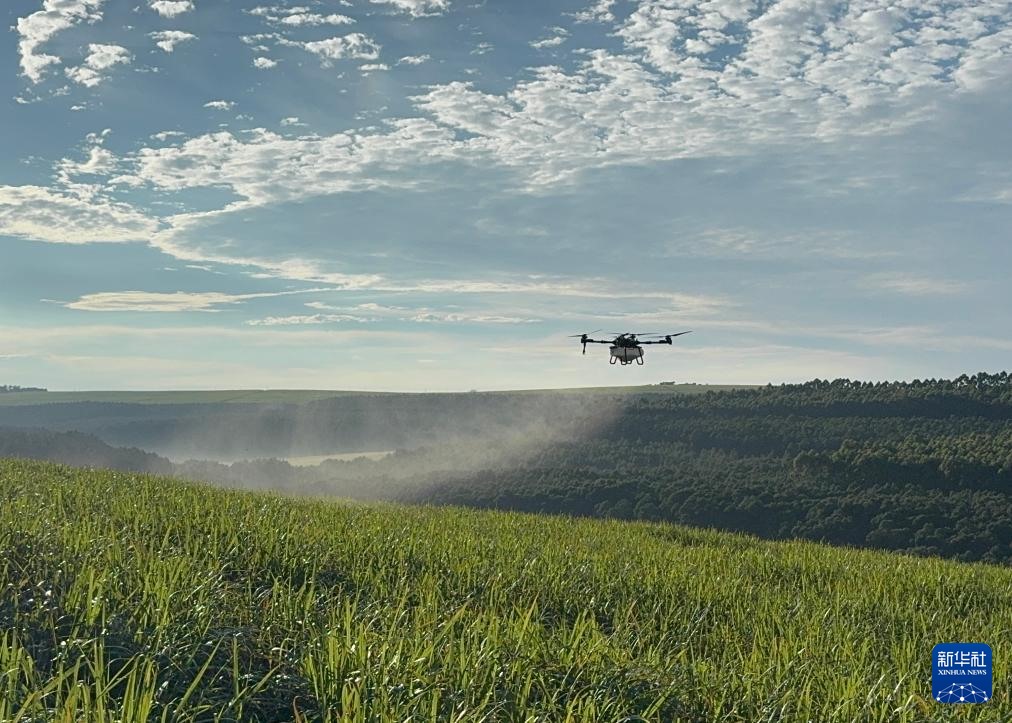 3月25日，在南非夸祖魯-納塔爾省的方廷希爾莊園，中國農(nóng)用無人機為甘蔗林噴灑殺菌劑。新華社記者 白舸 攝