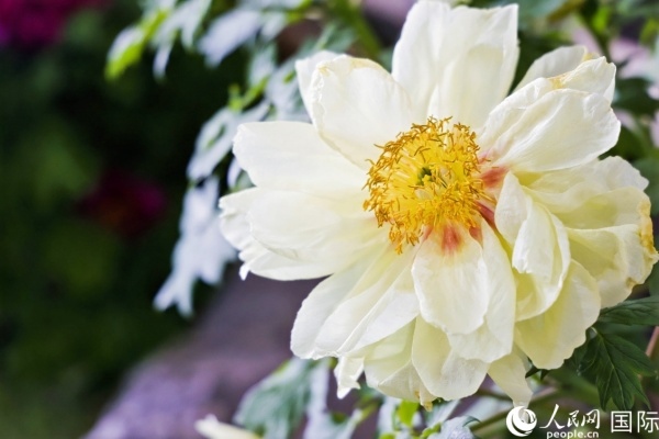 洛陽(yáng)國(guó)家牡丹園牡丹盛開(kāi)。 人民網(wǎng)記者 魯揚(yáng)攝