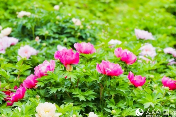 洛陽(yáng)國(guó)家牡丹園牡丹盛開(kāi)。 人民網(wǎng)記者 魯揚(yáng)攝