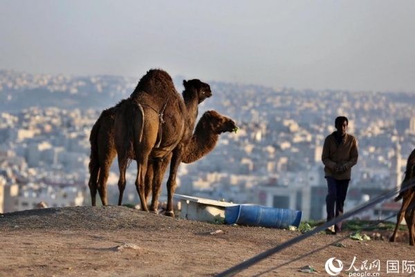 約旦首都阿曼街頭的駱駝。人民網(wǎng) 納達爾·達烏德攝