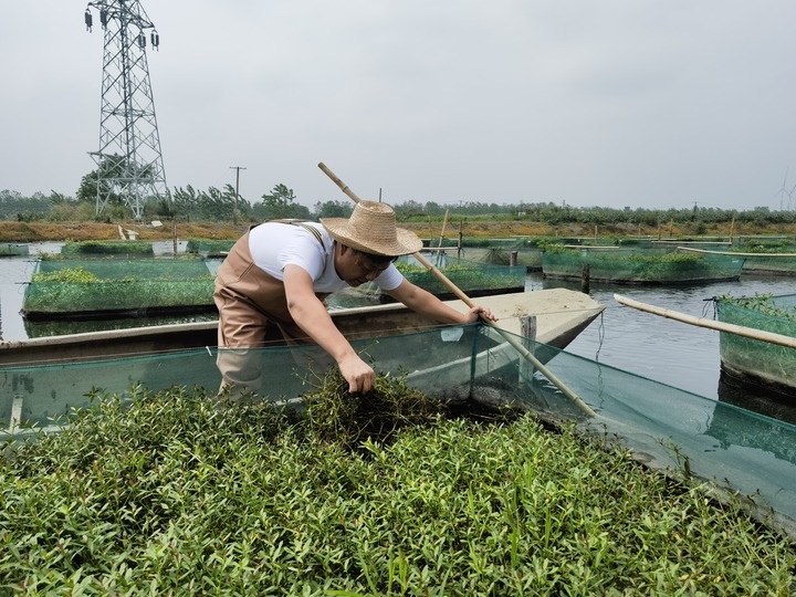 陳樹在湖北省仙桃市剅河鎮(zhèn)余腦村黃鱔繁育基地觀察黃鱔長勢(shì)。新華社記者宋立崑 攝