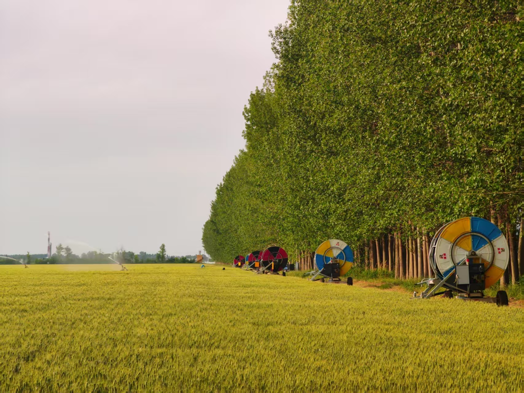 陜西華陰市華西鎮(zhèn)農(nóng)墾農(nóng)場正在作業(yè)的卷盤式噴灌機。受訪者供圖