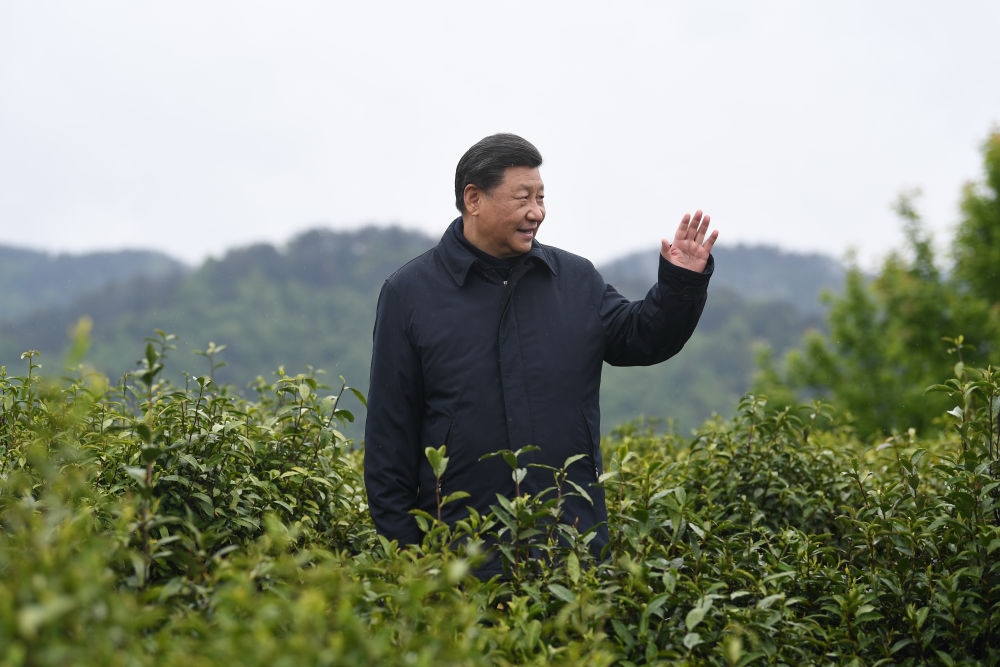 2020年4月21日，習(xí)近平總書記來到陜西安康市平利縣老縣鎮(zhèn)，在茶園考察脫貧攻堅(jiān)情況。新華社記者 燕雁 攝