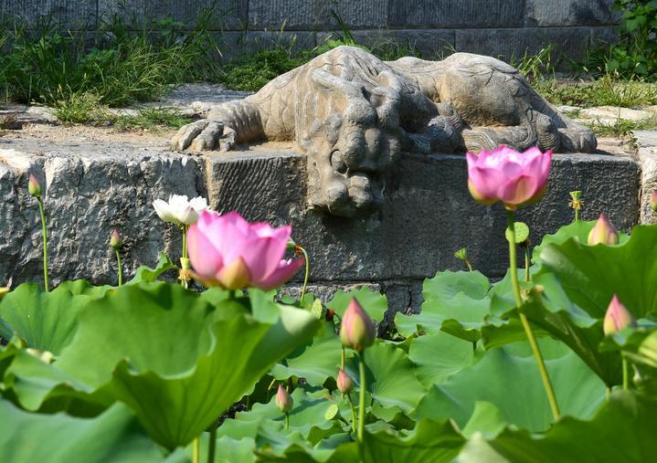 萬寧橋位于北京地安門外大街中部、什剎海東岸，是北京中軸線上最古老的橋梁，至今已有700多年歷史。近年來，北京市持續(xù)為萬寧橋“瘦身減負”，橋體風貌得以完整展現，方便游客走近欣賞，深入了解古橋承載的價值和內涵。這是2023年7月18日拍攝的北京萬寧橋橋東的鎮(zhèn)水獸。